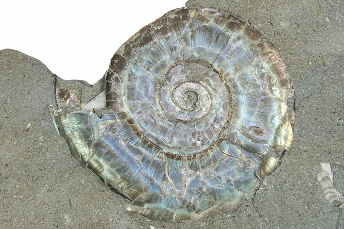 Iridescent Ammonite (Psiloceras) Fossil - England #350955